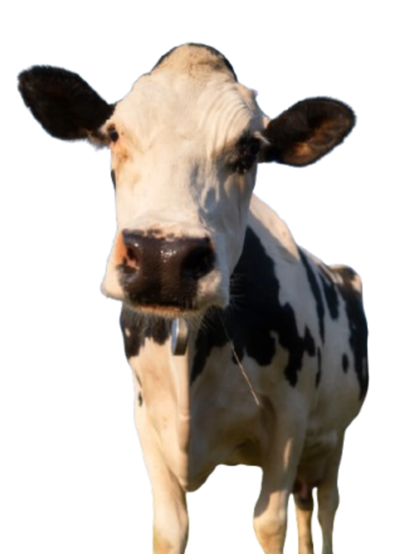 Vaca lechera en primer plano, ejemplar clave para la reproducción bovina en Valle de los Pedroches.