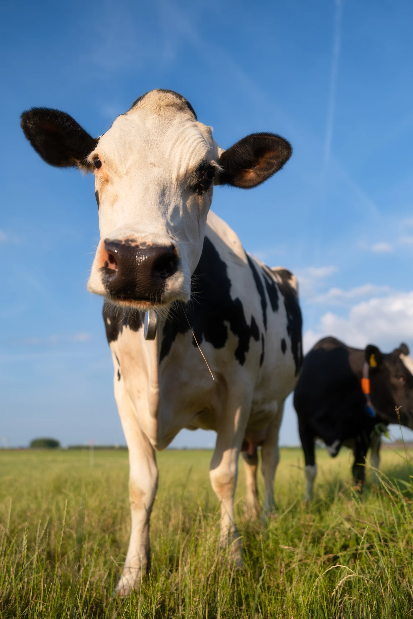 Vaca lechera en primer plano en un campo abierto, ejemplo del manejo reproductivo bovino en Valle de los Pedroches.