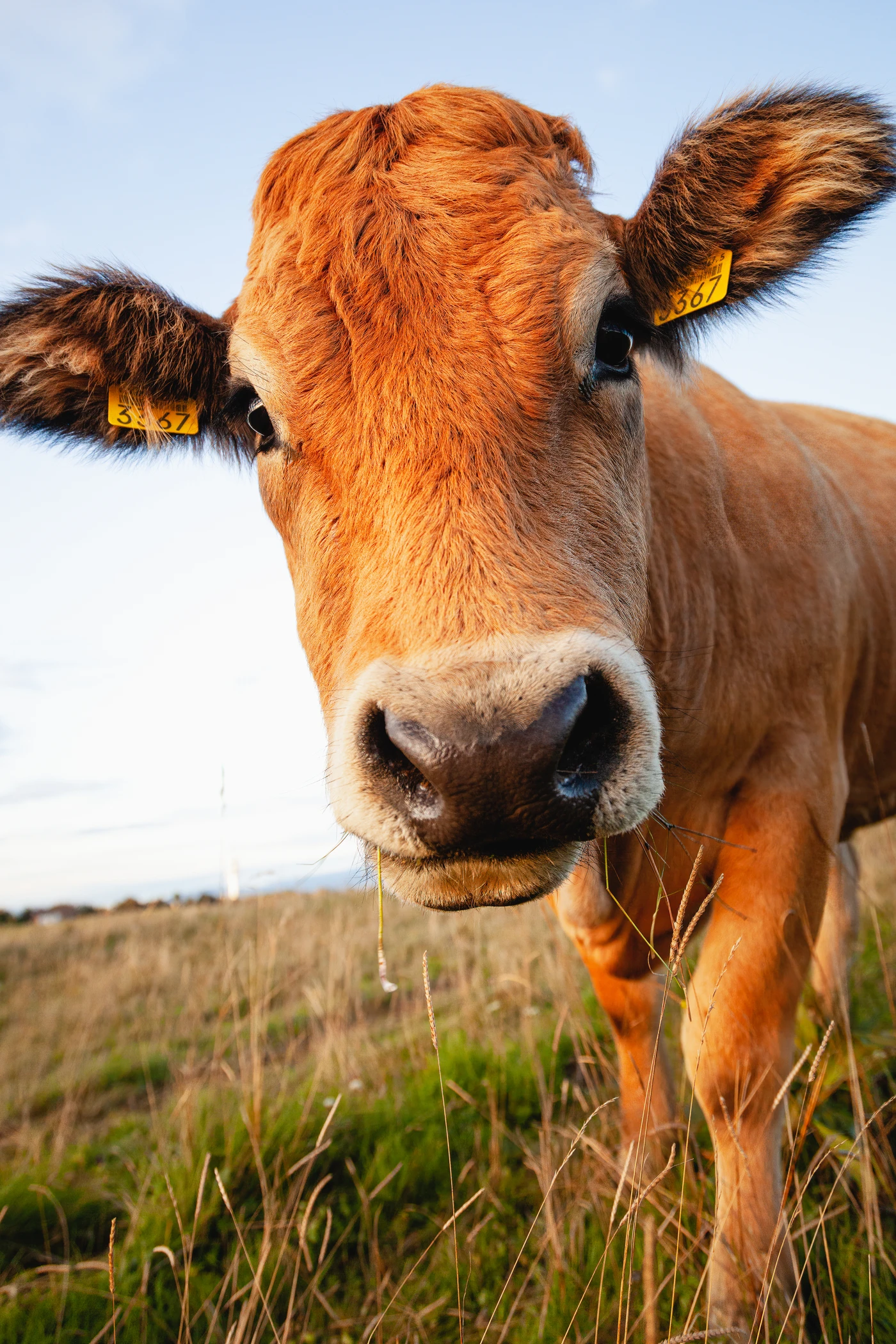 Primer plano de una vaca parda con identificación auricular, representando la reproducción bovina en Valle de los Pedroches.