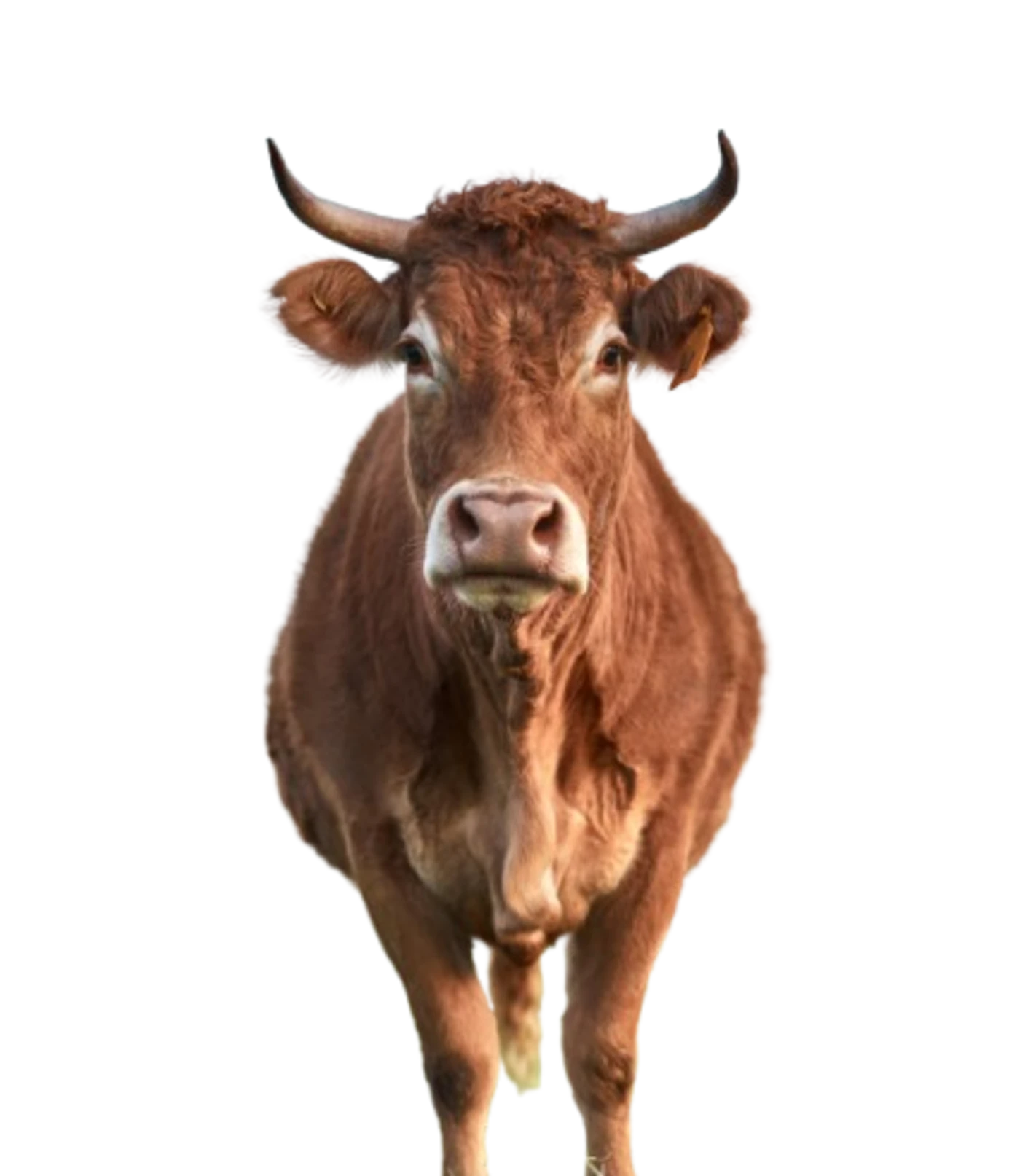 Vaca parda con cuernos vista de frente, ejemplar típico para la reproducción bovina en Valle de los Pedroches.