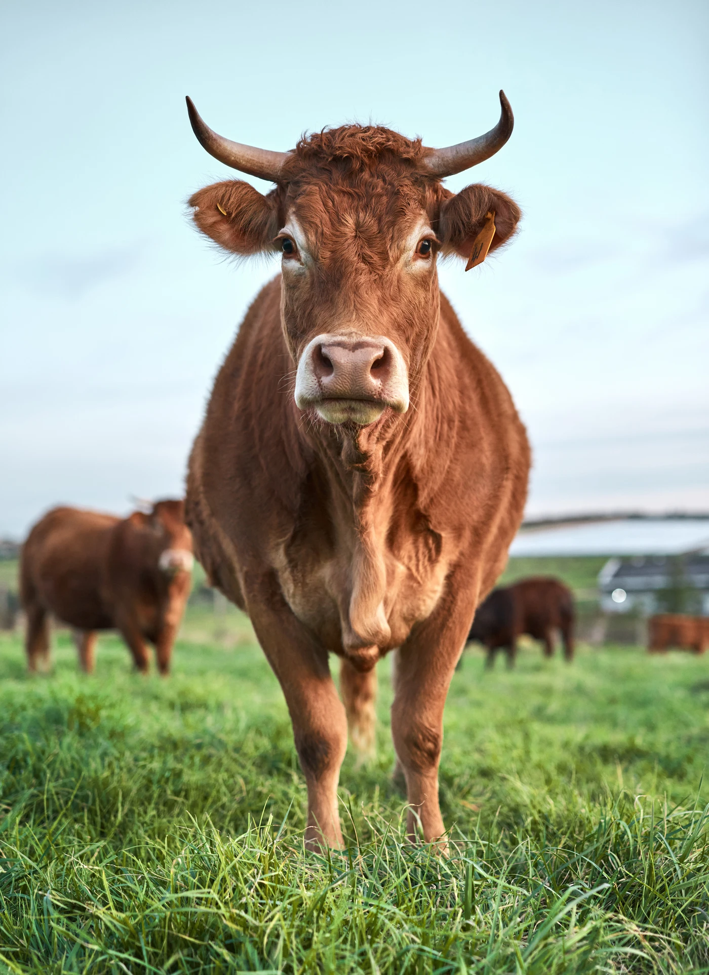 Vaca de raza autóctona en campo abierto, símbolo de la reproducción bovina en Valle de los Pedroches.