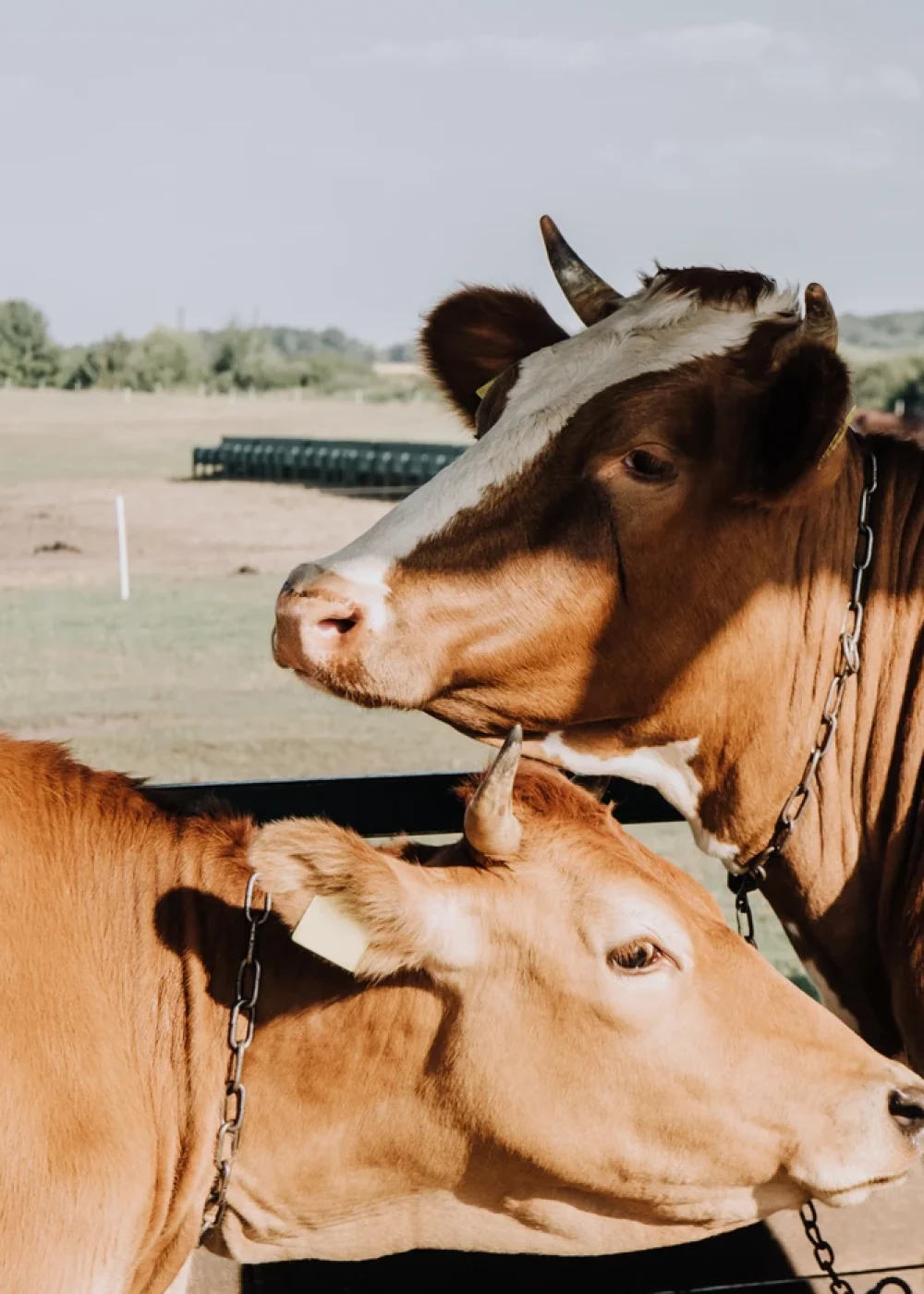 Dos vacas de pelaje rojizo en contacto cercano dentro de un corral, escena relacionada con la reproducción bovina en Valle de los Pedroches.