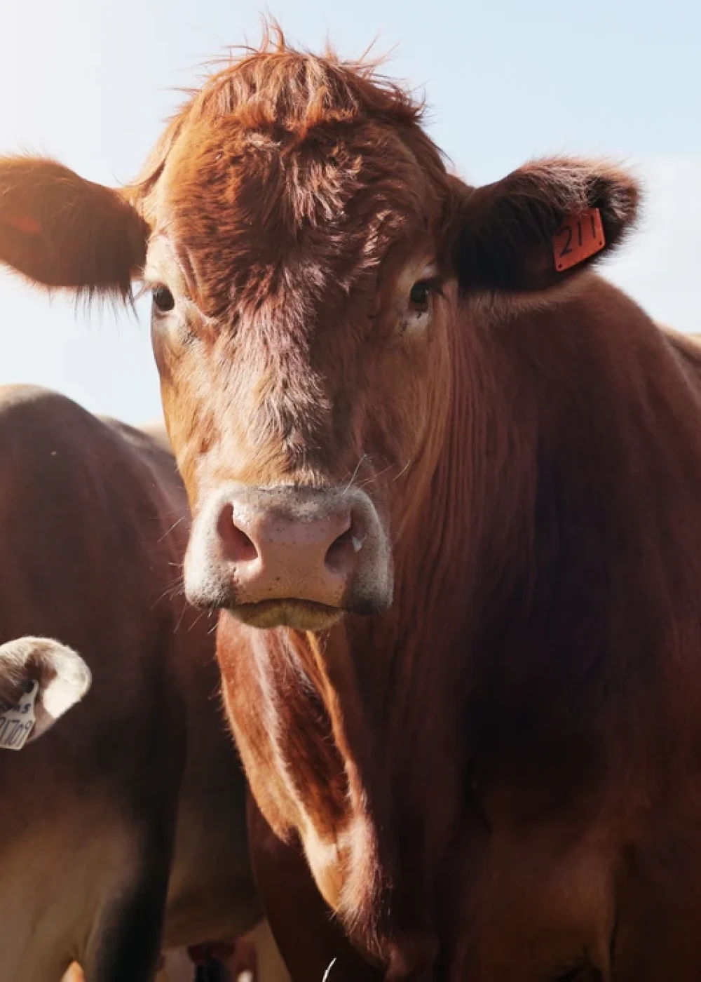 Grupo de vacas de diferentes razas reunidas en un campo, reflejo de la reproducción bovina en Valle de los Pedroches.
